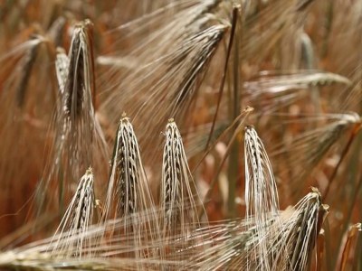 Nietolerancja glutenu - przejściowa czy na całe życie?