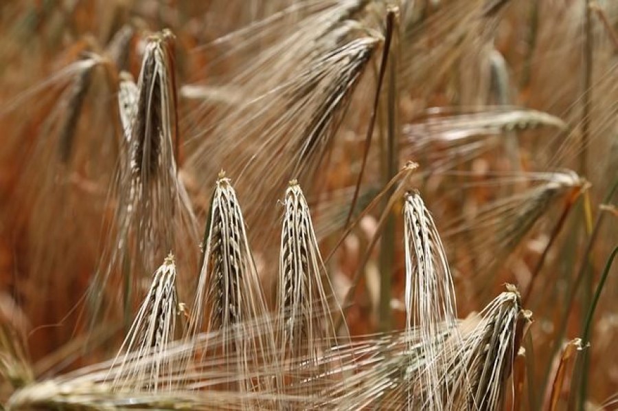 Nietolerancja glutenu - przejściowa czy na całe życie?